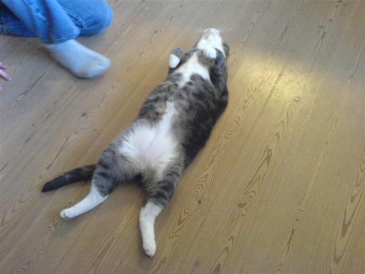 Huskat Jesper - Jeg tror nok han spiller død ;) billede 2