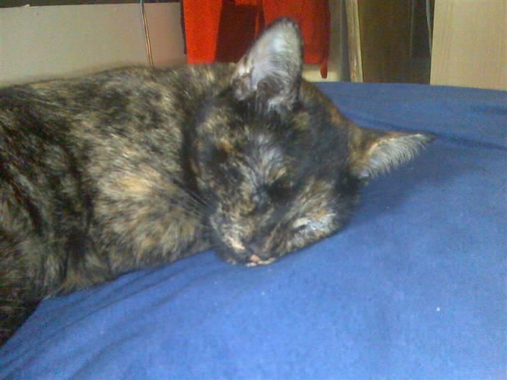 Huskat Tigerdyr  billede 4