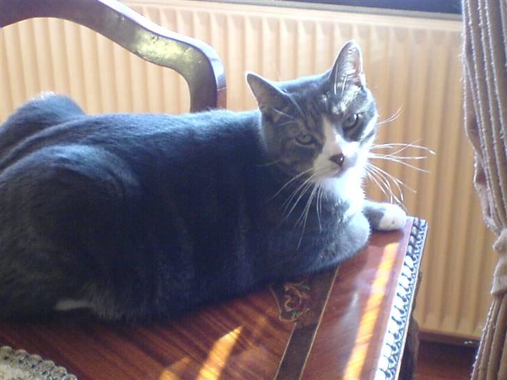 Huskat Jesper - Kongen min :) billede 3