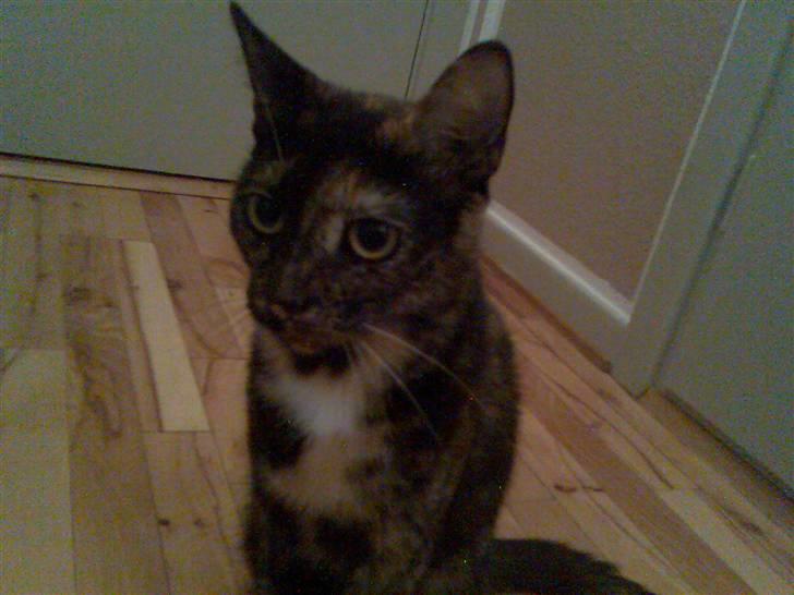 Huskat Tigerdyr  billede 5