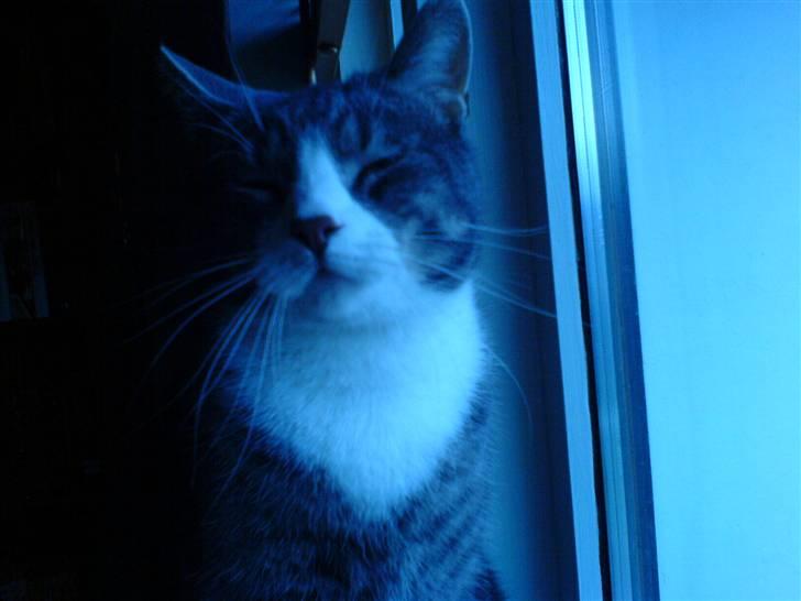 Huskat Jesper - Se hvor majestætisk han ser ud :) billede 4