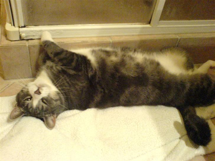 Huskat Jesper - Er han ikke dejlig? :) billede 5