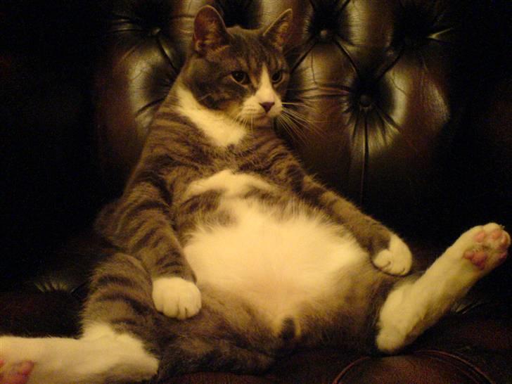 Huskat Jesper - Jesper der ser tv ;) billede 6