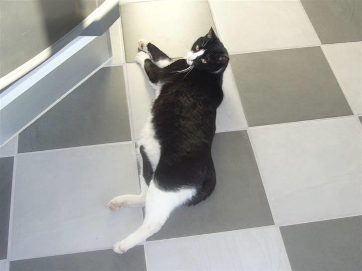 Huskat Nybo's Chap * R.I.P * - På køkken gulvet. hihi billede 15