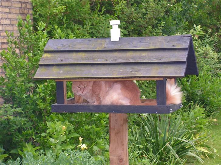 Maine Coon Felix - Er der nogen fugle der vil "lege" billede 1