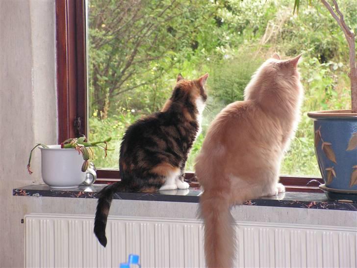 Maine Coon Felix - Her er jeg med hende jeg flyttede sammen med billede 2