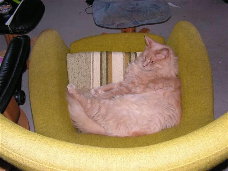 Maine Coon Felix - Halvdelen af den tid man er vågen ...skal man bruge på at falde i søvn ! billede 3