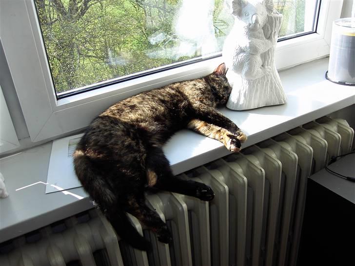 Huskat Tigerdyr  billede 6