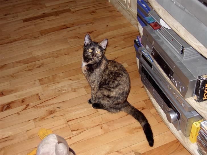 Huskat Tigerdyr  billede 7