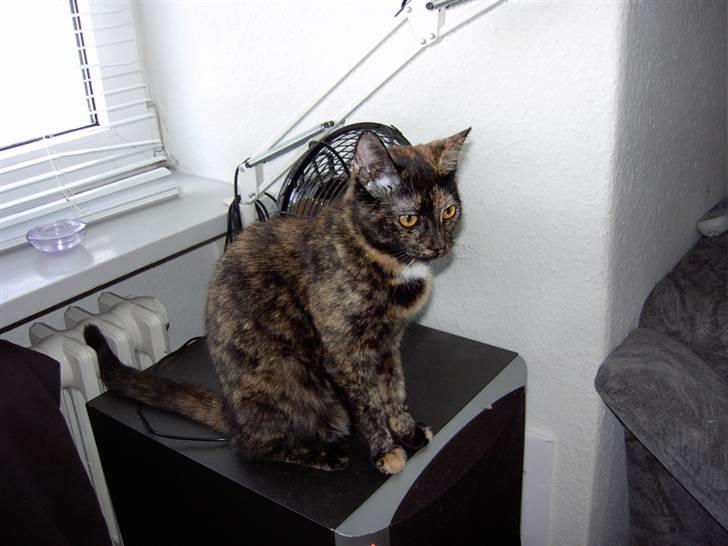 Huskat Tigerdyr  billede 8