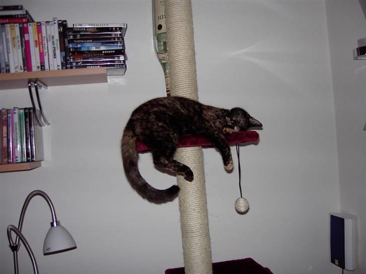 Huskat Tigerdyr  billede 9