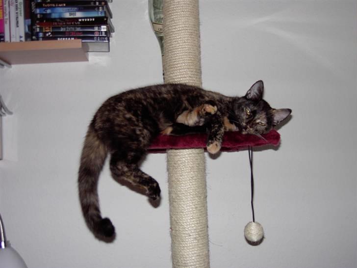 Huskat Tigerdyr  billede 10