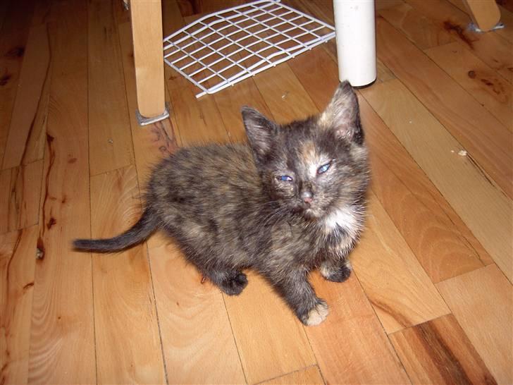 Huskat Tigerdyr  billede 11