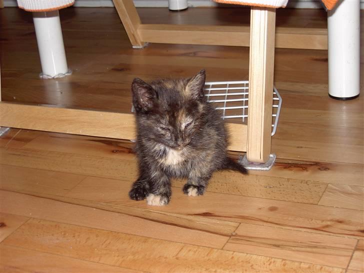 Huskat Tigerdyr  billede 12