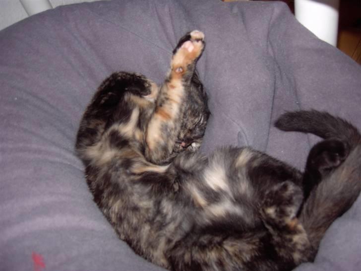 Huskat Tigerdyr  billede 13