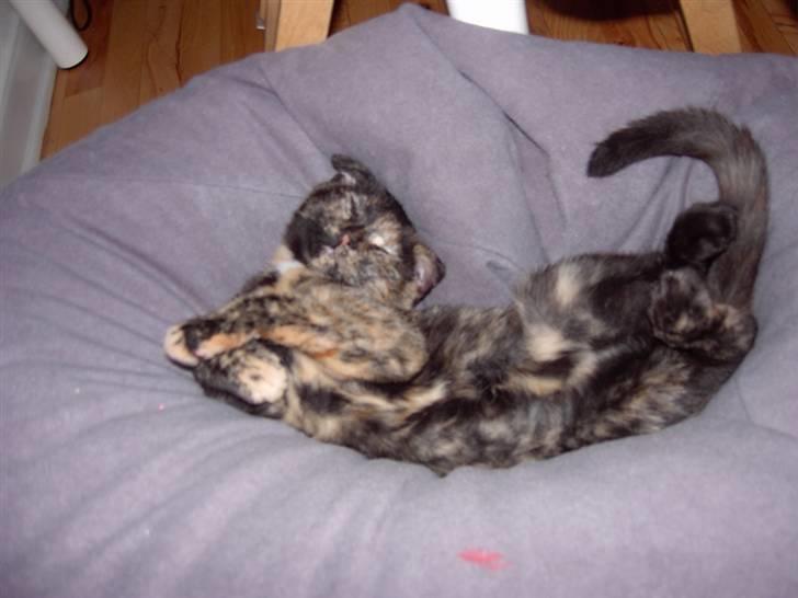 Huskat Tigerdyr  billede 14