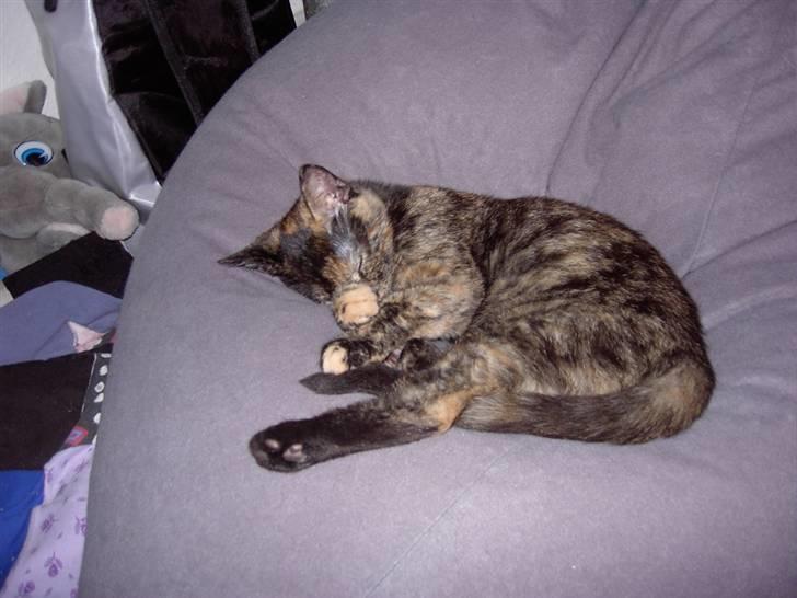 Huskat Tigerdyr  billede 15