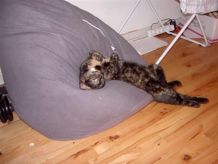 Huskat Tigerdyr  billede 16