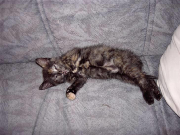 Huskat Tigerdyr  billede 17