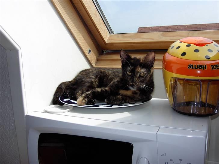 Huskat Tigerdyr  billede 18