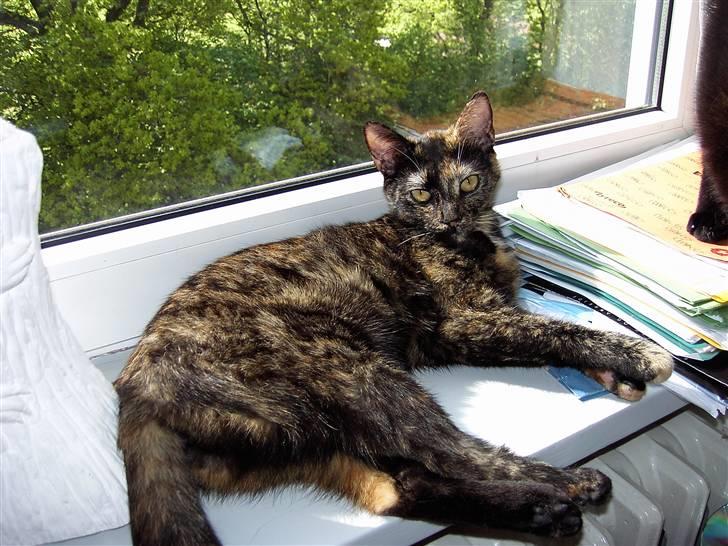 Huskat Tigerdyr  billede 19