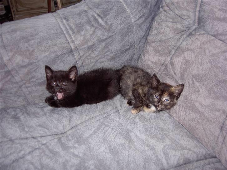 Huskat Tigerdyr  billede 20