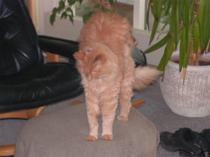 Maine Coon Felix - Pyyyh det er hårdt at sove billede 4