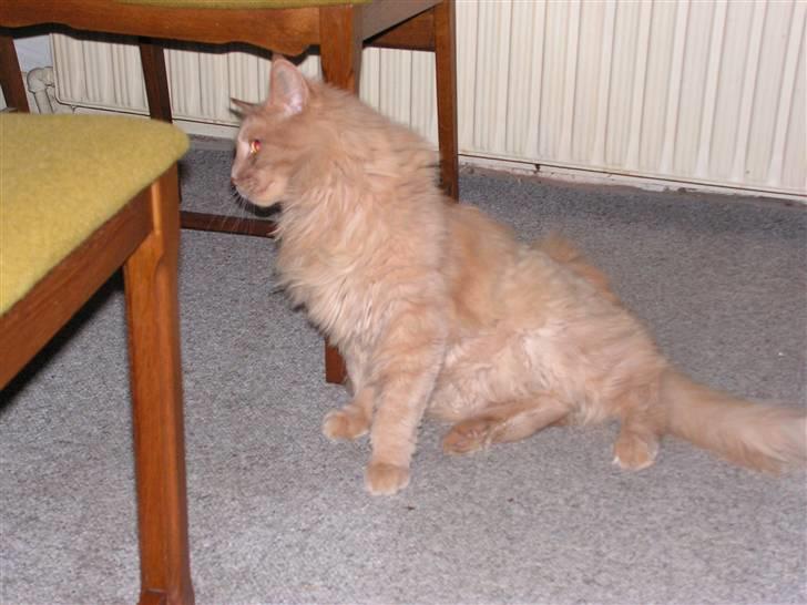 Maine Coon Felix - Gider ikke sidde selv .... Jeg læner mig .. billede 5