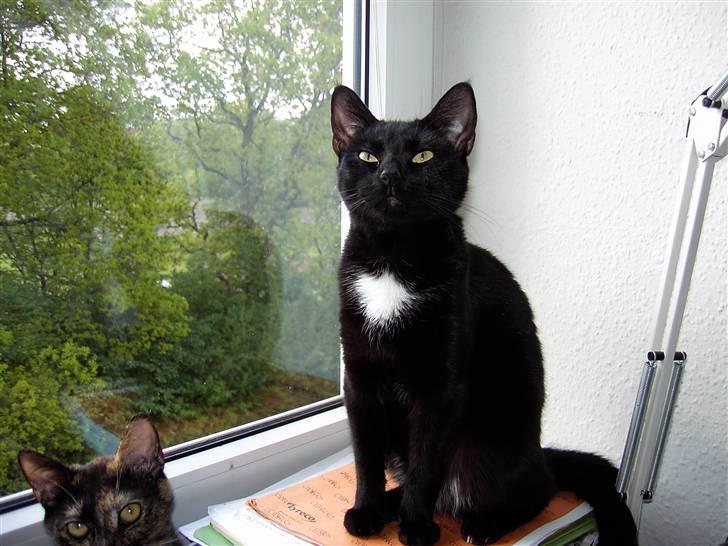 Huskat Plysbjørn billede 1