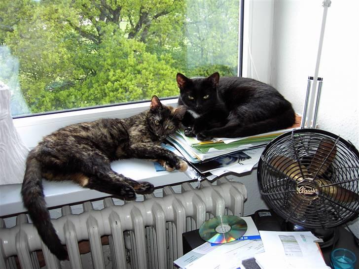 Huskat Plysbjørn billede 2