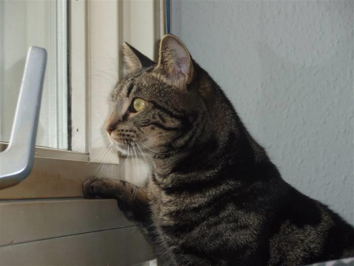 Huskat Bella billede 1