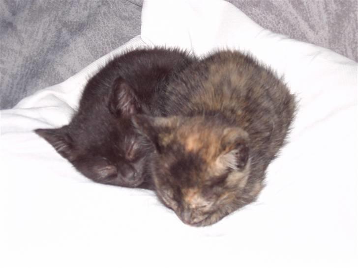 Huskat Plysbjørn billede 3