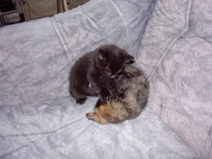 Huskat Plysbjørn billede 4