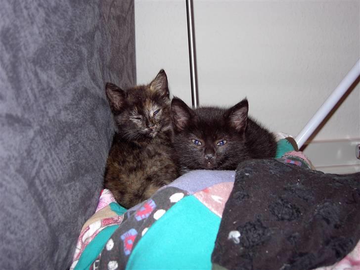 Huskat Plysbjørn billede 5