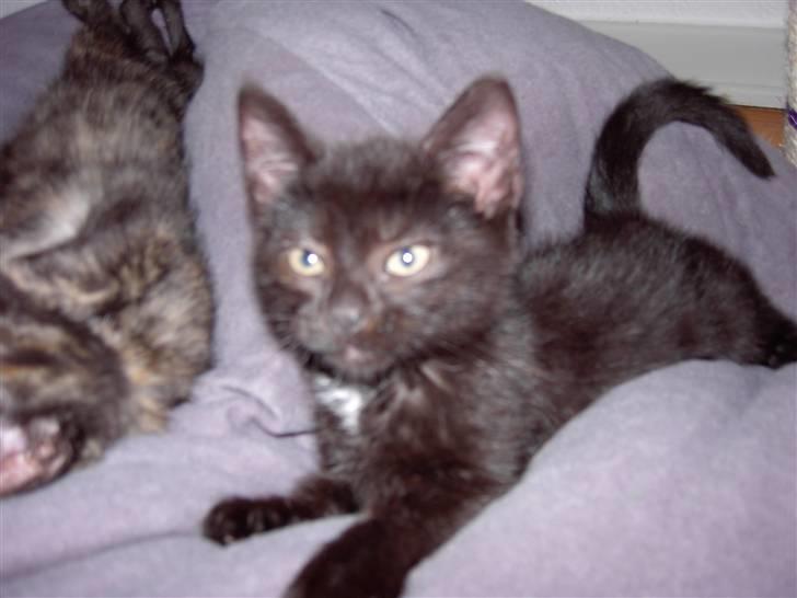 Huskat Plysbjørn billede 6