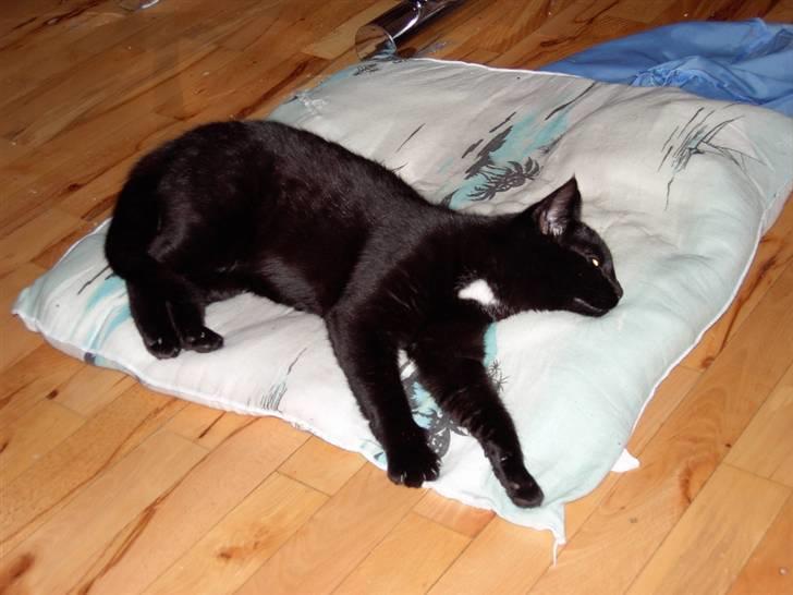 Huskat Plysbjørn billede 7