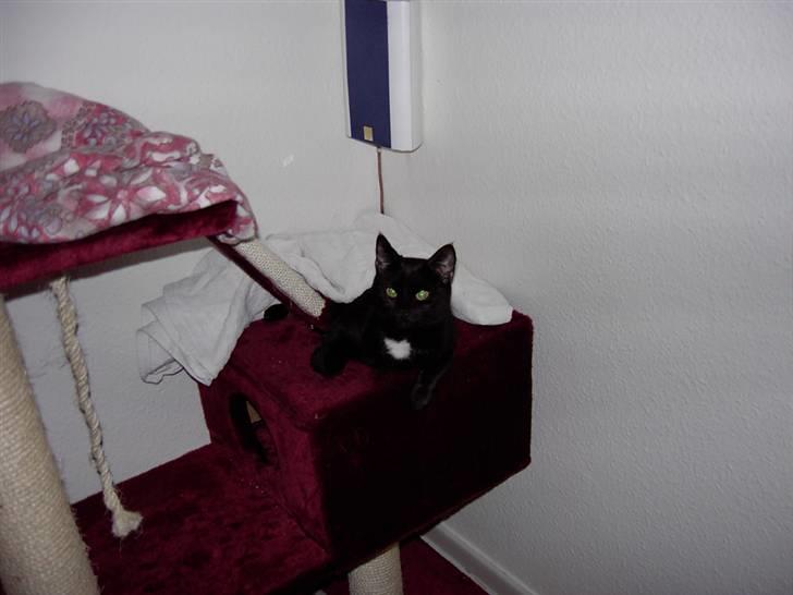 Huskat Plysbjørn billede 8