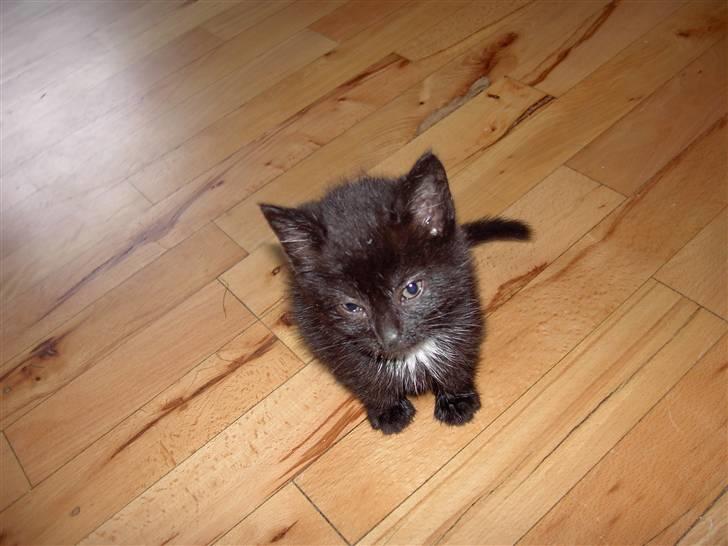 Huskat Plysbjørn billede 9