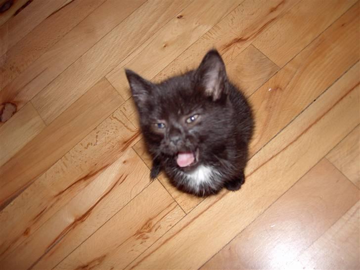 Huskat Plysbjørn billede 10