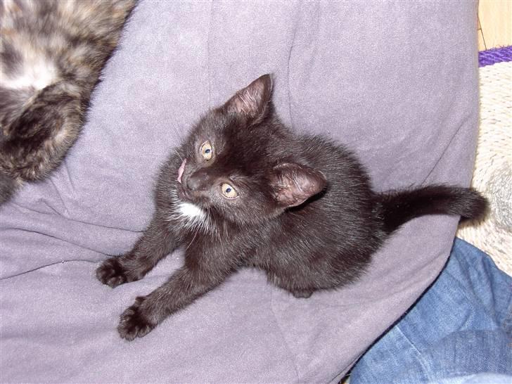 Huskat Plysbjørn billede 11