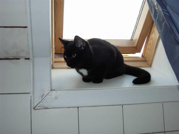 Huskat Plysbjørn billede 12