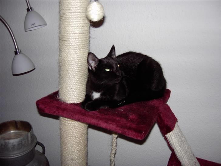 Huskat Plysbjørn billede 13