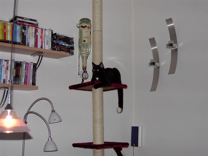 Huskat Plysbjørn billede 14