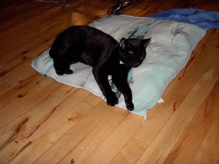 Huskat Plysbjørn billede 15