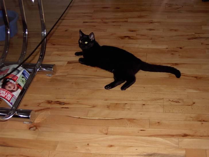 Huskat Plysbjørn billede 16