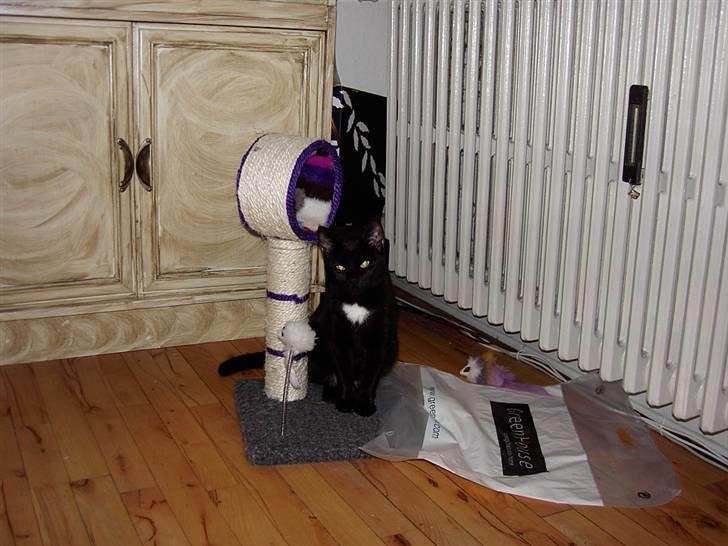 Huskat Plysbjørn billede 17