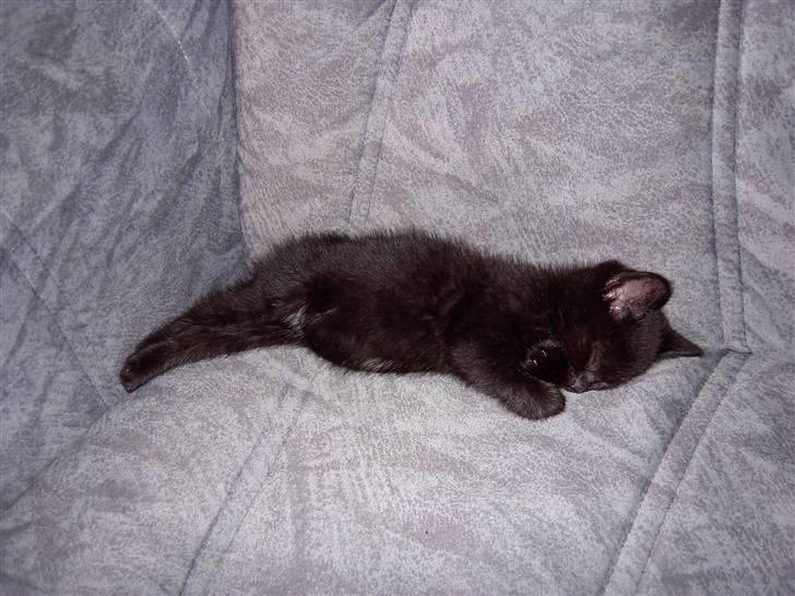 Huskat Plysbjørn billede 18