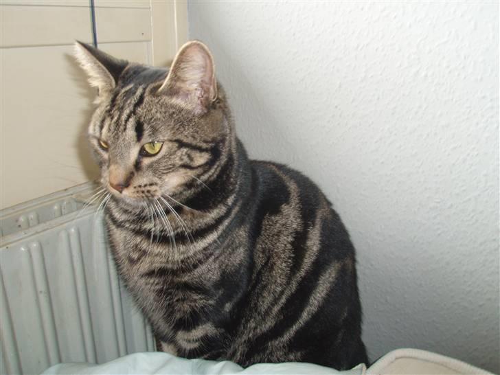 Huskat Bella billede 2