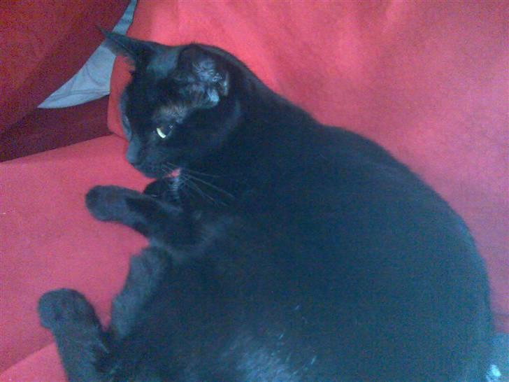 Huskat Plysbjørn billede 19