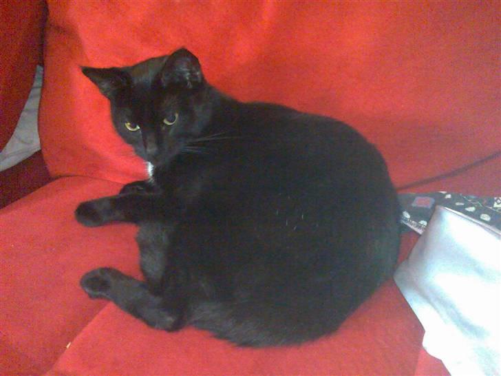 Huskat Plysbjørn billede 20